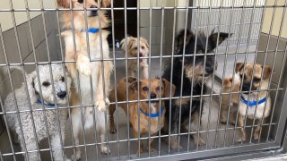 08-19-2017-dog-shelter-1