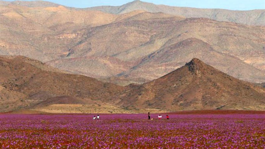 Chile-espectacular-florecimiento-en-desierto-de-atacama-EFE-635813925450678435w-portada