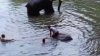 Indignante: elefanta embarazada muere tras alimentarse con presunta piña explosiva