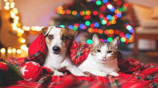 Shutterstock Mascotas Navidad