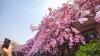 La solución china:  así los turistas no se pierden el florecer de los cerezos