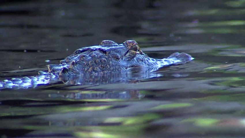 caiman-mata-nadador-texas