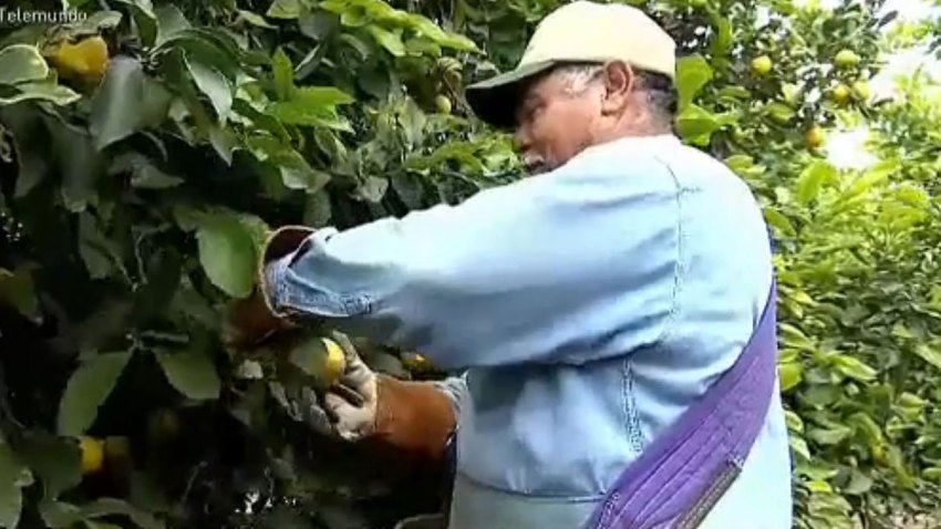 campesino