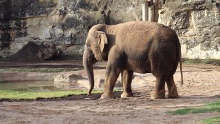 elefante-zoologico-sa-ringling-bros3