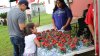 Poteet celebra su festival de fresas:  aquí los detalles