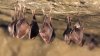 Detectan en cuevas de Texas un síndrome mortal para los murciélagos