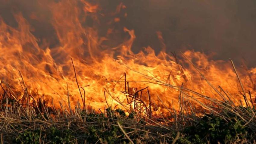 incendio-de-maleza1
