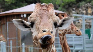 Zoológico de San Antonio