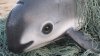 En el marco del T-MEC, EEUU defiende a la vaquita marina: presenta denuncia contra México