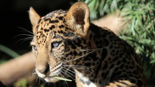 Leopardo del SA Zoo