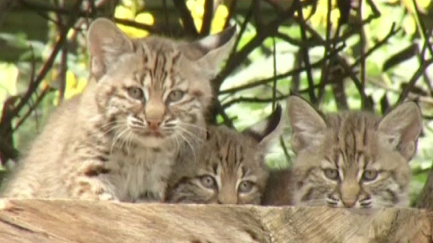 linces-trillizos-mexico