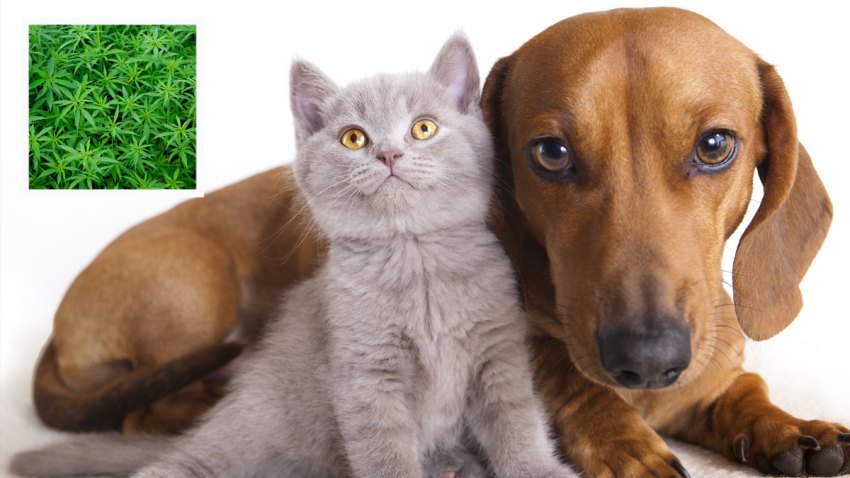 marihuana-animales