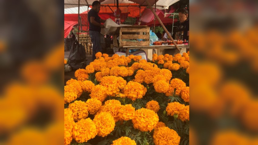 mexico-flor-cempasuchil-tradicion