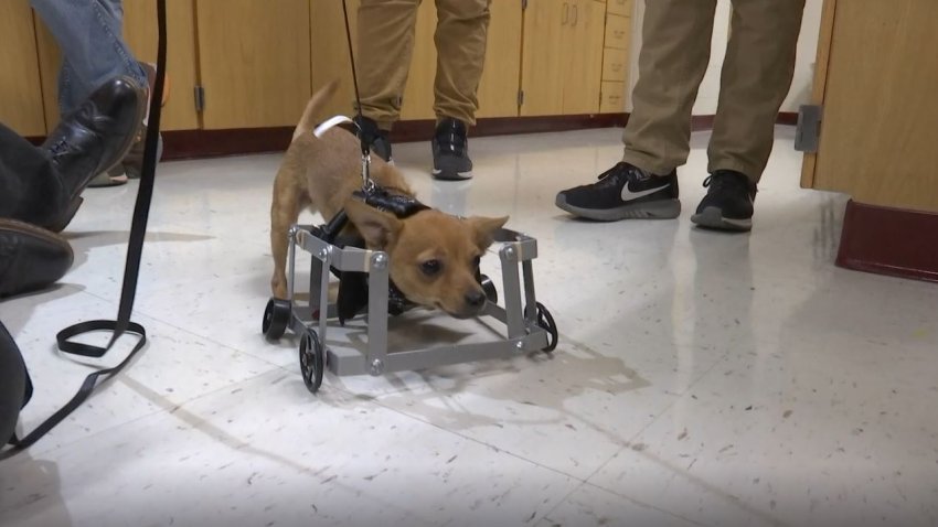 perrito en silla de ruedas