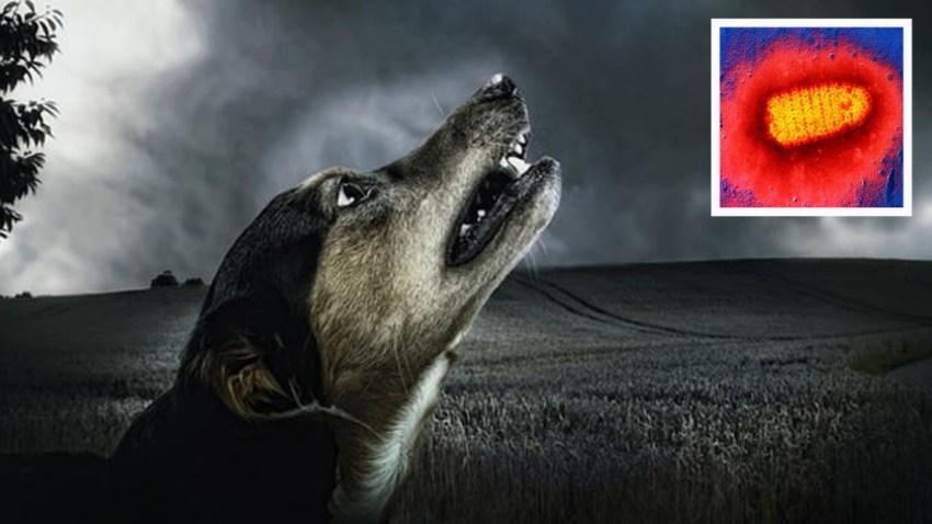 Santa_Monica_Firefighters_Save_Dog_1200x675_904998467654.jpg