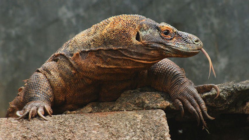 reabre-exposicion-zoologico