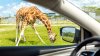 ¡Éxito rotundo! Extienden recorrido en auto por el Zoológico de San Antonio