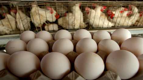 tlmd_gallina_huevos_470