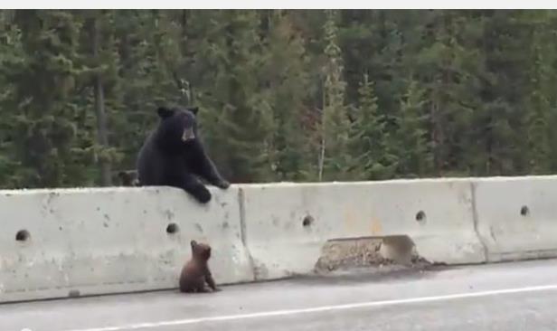 tlmd_osa_rescata_a_osito_carretera_canada