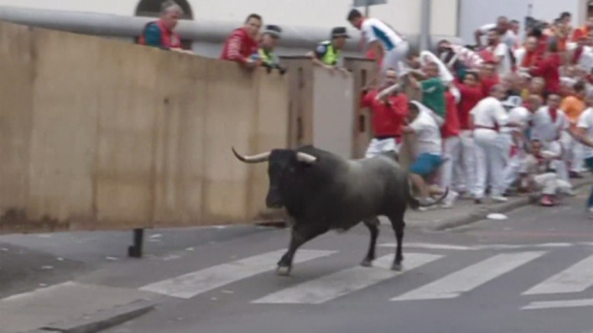 toro-curioso-sanfermines