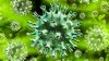 Científicos hallan seis tipos de infecciones del coronavirus