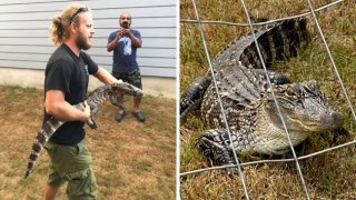 Hallan caimán frente a una casa