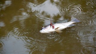 Pez muerto en río