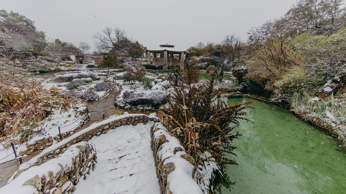 Devuelven la vida al Japanese Tea Garden tras severa helada Telemundo