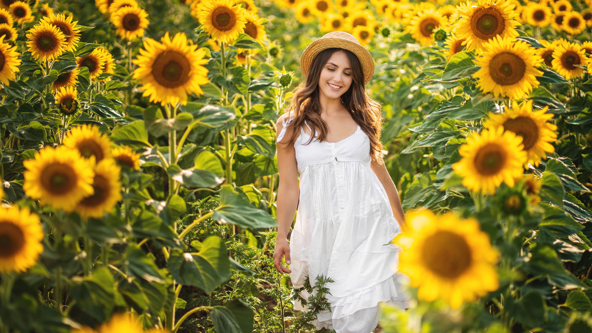 Abrirán un campo de girasoles en Traders Village en San Antonio – Telemundo  San Antonio (60)