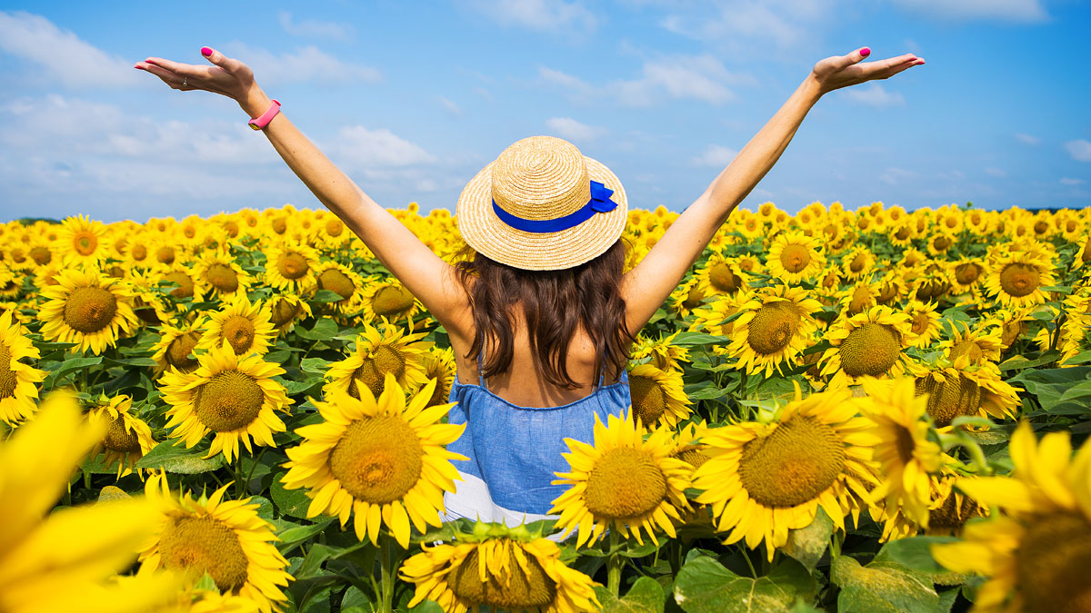 Campo de girasoles finalmente abrirá al público en Traders Village –  Telemundo San Antonio (60)