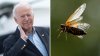 En video: Biden se sacude los insectos de encima durante invasión de cigarras