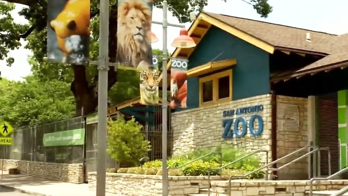 Maestros de Texas entran gratis al Zoológico de San Antonio durante el