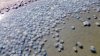 En video: miles de peligrosas medusas invaden una turística playa