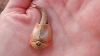 “Camarones dinosaurio”, el fósil viviente de tres ojos hallado en Arizona