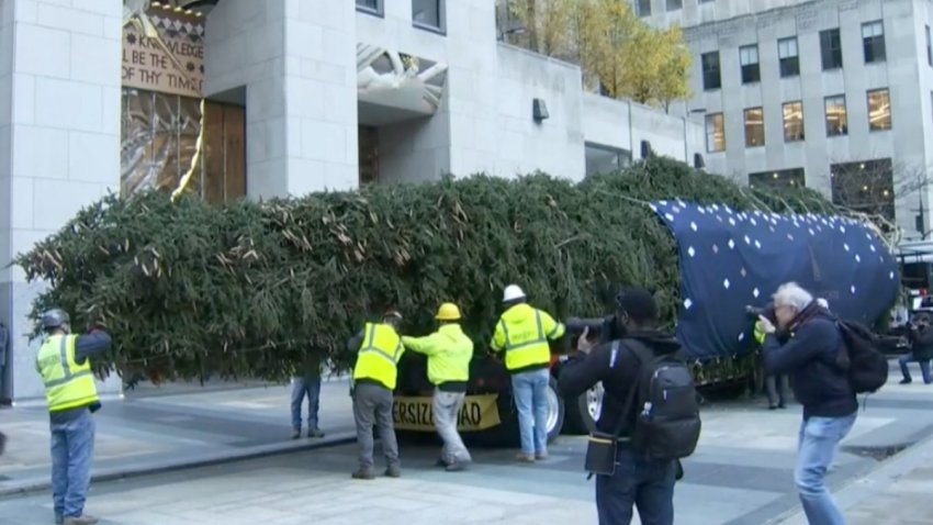 Trabajadores descargan el Árbol de Navidad del Rockefeller Center