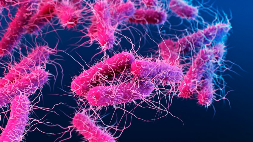 Illustration of Enterobacteriaceae bacteria. Individual bacterium are shown as pink rod shapes with multiple hair-like flagella used for motility. The Enterobacteriaceae family contains over a hundred species including Shigella, Klebsiella, Salmonella and Escherichia coli and can be found in animal guts, water and soil. Some Enterobacteriaceae members are animal and plant parasites.