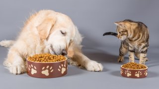 Mascotas comiendo