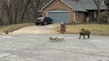 Feral Hogs that are roaming around a North Texas neighborhood are causing concerns among some residents.
