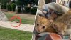 Abandonan a cuatro gatitos en una caja dentro de una bolsa de papel