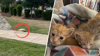 Gatitos abandonados en San Antonio