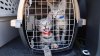 ¡Adopta! Llegan a San Antonio mascotas rescatadas tras el huracán Ian