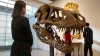 Subastan el cráneo de un Tiranosaurio Rex de unos 76 millones de años de antigüedad