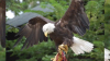 Buscan águila en área de San Antonio; tiene una pata lesionada y necesita ayuda
