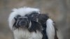 ¡Son gemelos! Zoológico de San Antonio da la bienvenida a dos monos tití