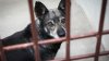 Dejar una mascota afuera bajo temperaturas heladas en Texas es ilegal: esto dice la ley