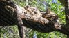 Encuentran a la leoparda nublada del zoológico de Dallas, Texas que estaba desaparecida