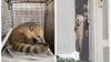 Residente de San Antonio halla un animal exótico aferrado a la puerta de su casa