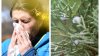 Altos niveles del polen en el centro de Texas: así te puedes proteger de alergias