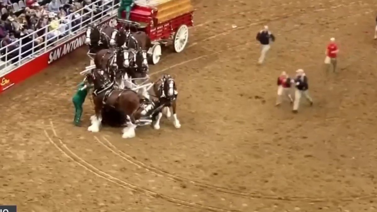 Se enredan caballos en medio de presentación en el rodeo de San Antonio ...