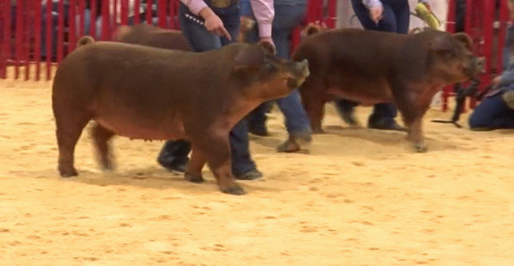 Esta joven explica cómo cuida los cerdos que van al Rodeo San Antonio